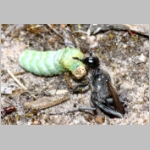 Ammophila sabulosa - Sandwespe 04l 20mm mit Sichelfluegler-Raupe - Drepana falcataria.jpg